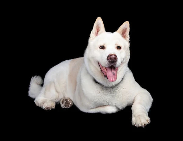 Akita hond tong uitsteekt — Stockfoto