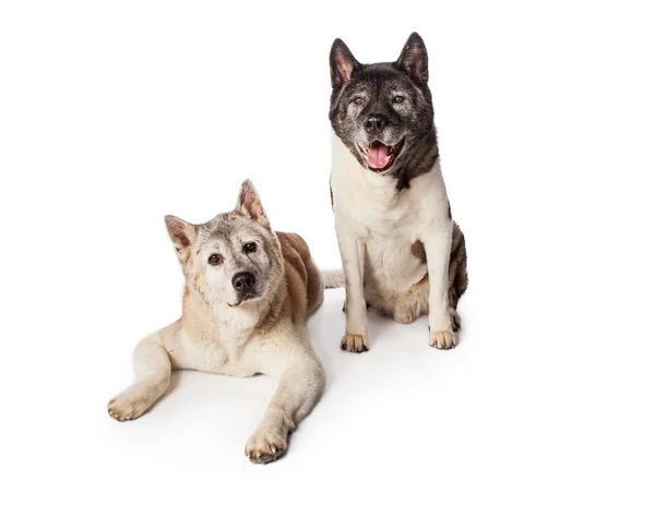 Akita cães descansando — Fotografia de Stock