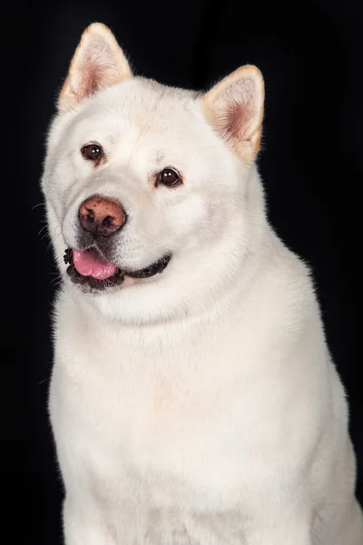 Akita köpek uzakta arıyorsunuz — Stok fotoğraf