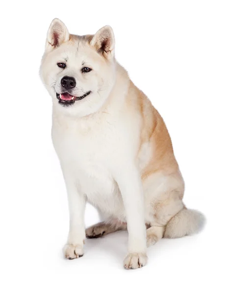 Akita hond weg op zoek — Stockfoto