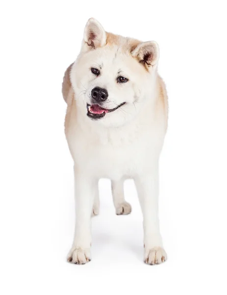 Akita dog standing — Stock Photo, Image