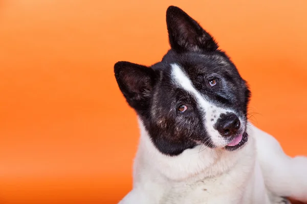 Zwart masker Akita hond — Stockfoto