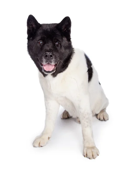 Máscara preta Akita cão — Fotografia de Stock