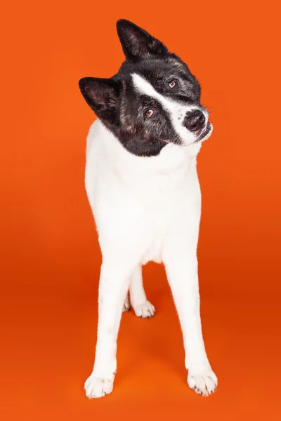 Máscara negra Akita perro — Foto de Stock