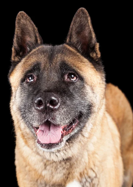 Brun Akita hund — Stockfoto