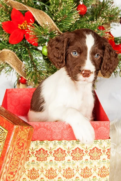 Welpe im Geschenkkarton am Weihnachtsbaum — Stockfoto