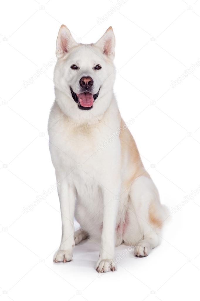 Akita dog sitting