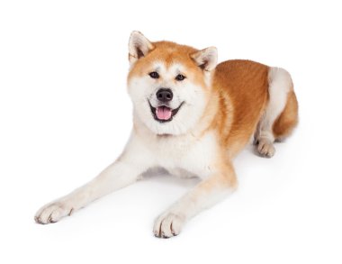 Beyaz ve kahverengi Akita köpek