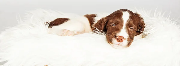 Perro durmiendo en piel — Foto de Stock
