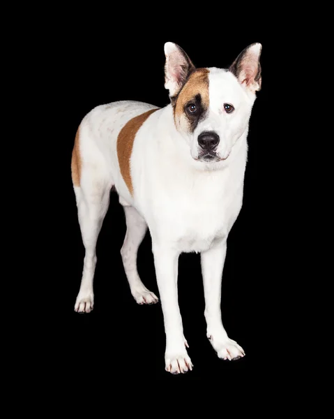Bílý a hnědý pes — Stock fotografie