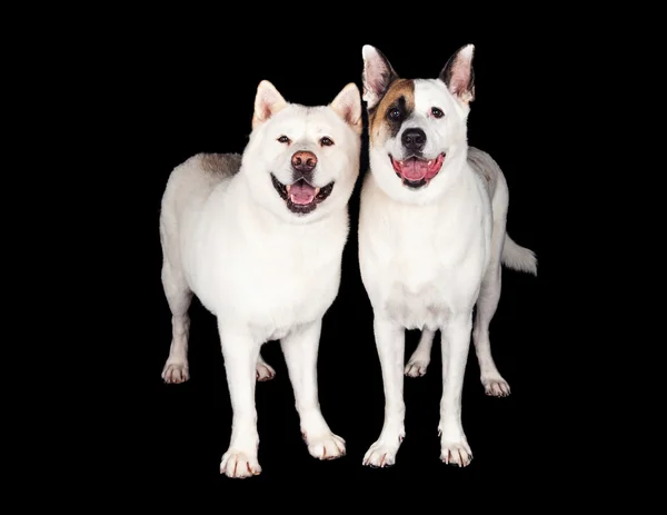 Собаки Акіта стояли разом — стокове фото
