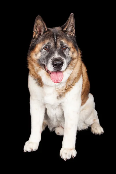 Pluizig Akita hond — Stockfoto