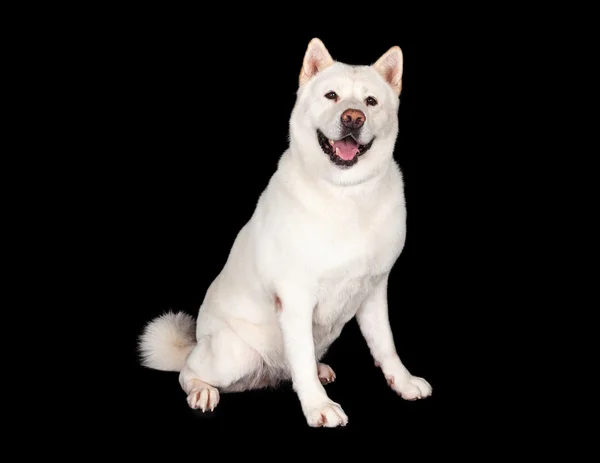 Portrét psa Akita — Stock fotografie