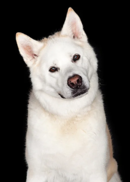 Portrét psa Akita — Stock fotografie