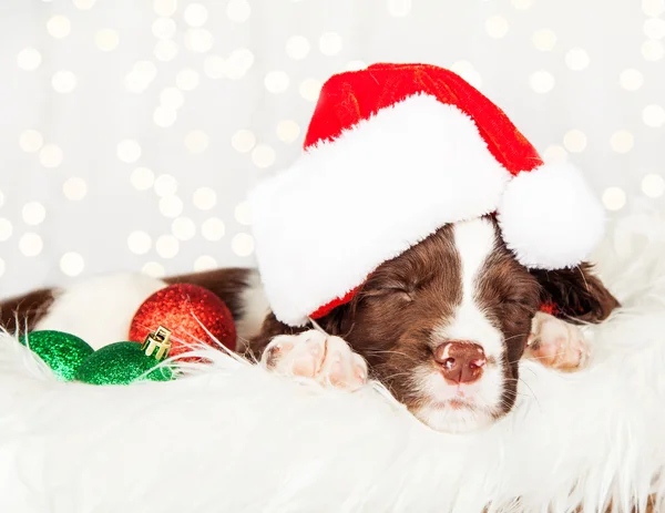 Puppy Wearing Santa Hat — Stock Photo, Image