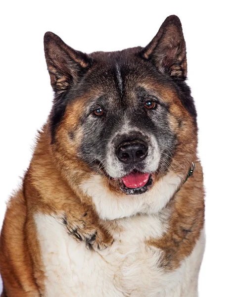 Flauschiger Akita-Hund — Stockfoto
