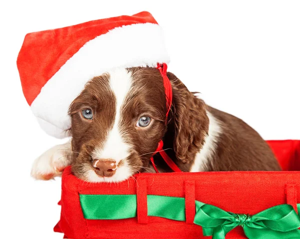 Cãozinho Springer Spaniel inglês de Natal — Fotografia de Stock