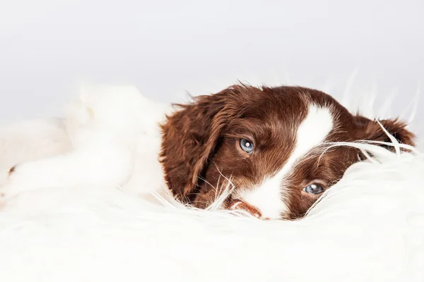 Engelsk Springer Spaniel valp — Stockfoto