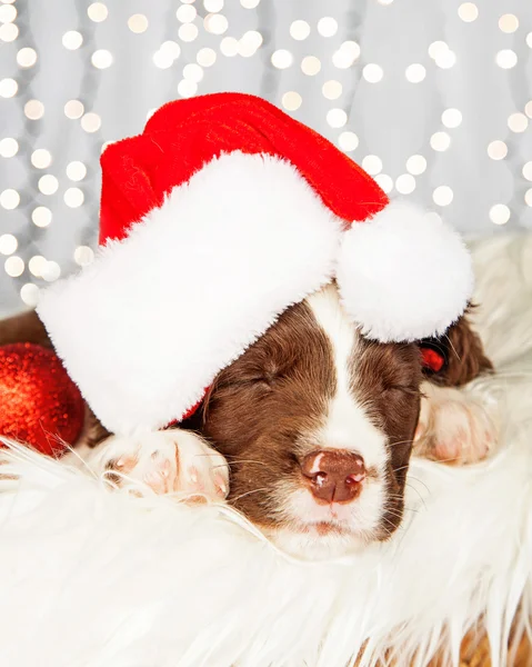 Vánoční Anglický špringršpaněl štěně — Stock fotografie