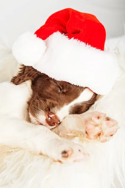 Angielski Springer Spaniel w Santa hat — Zdjęcie stockowe