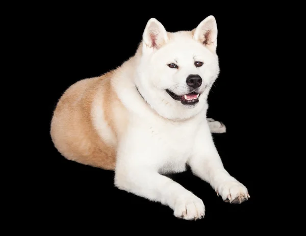 Fehér és barna Akita kutya — Stock Fotó