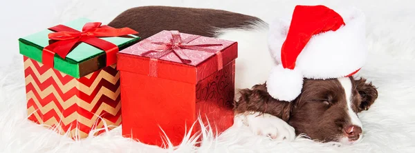 Welpe schläft neben verpackten Geschenken — Stockfoto