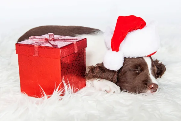 Štěně nosí vánoční santa hat — Stock fotografie