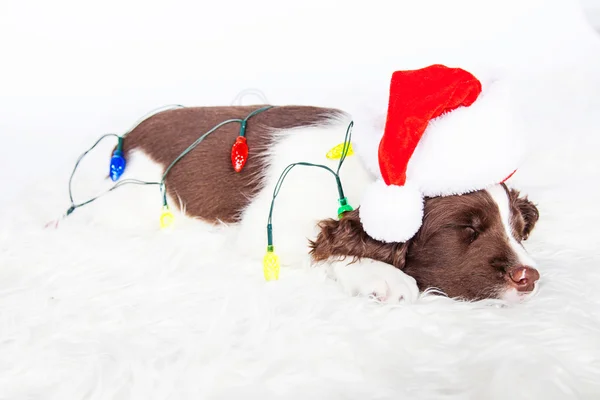 Adorable Christmas puppy — Stock Photo, Image