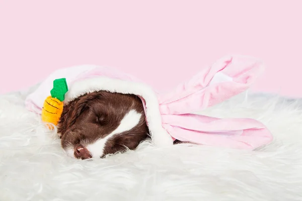 Cachorro vistiendo traje de conejo de Pascua — Foto de Stock