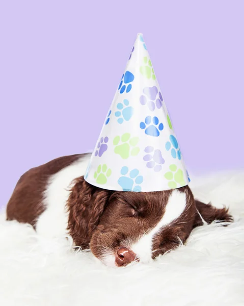 Cucciolo in cappello festa di compleanno — Foto Stock
