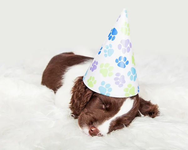 Cucciolo assonnato dopo la festa di compleanno — Foto Stock