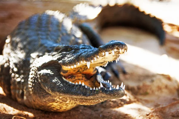 Aggressive Nile crocodile — Stock Photo, Image