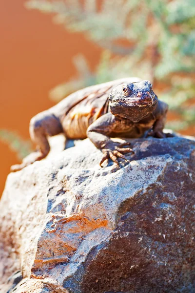 Chuckwalla ящерица на скале — стоковое фото