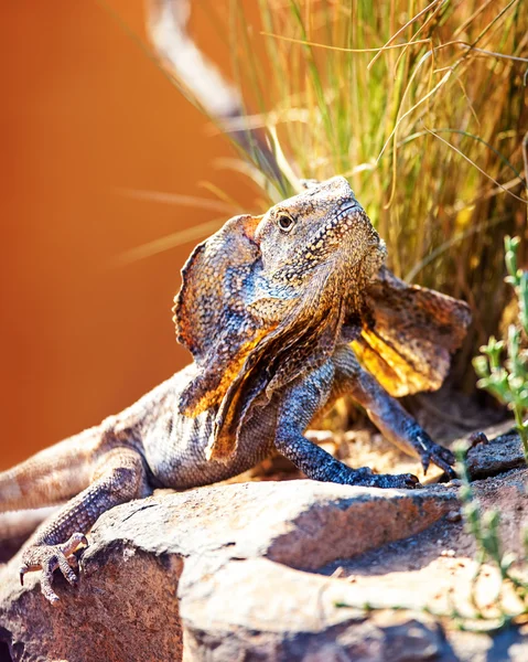 Lagarto frilled na rocha — Fotografia de Stock