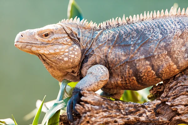 Großer Kaiman-Leguan — Stockfoto