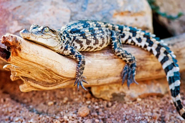 Baby-Siamkrokodil — Stockfoto