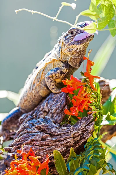 Ящерица чакуолла ест цветок — стоковое фото