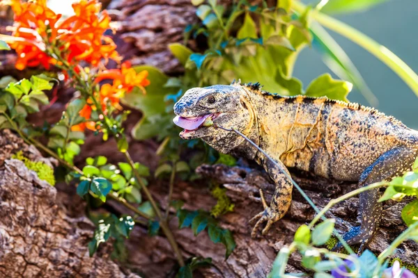 Chuckwalla-Eidechse frisst Blume — Stockfoto