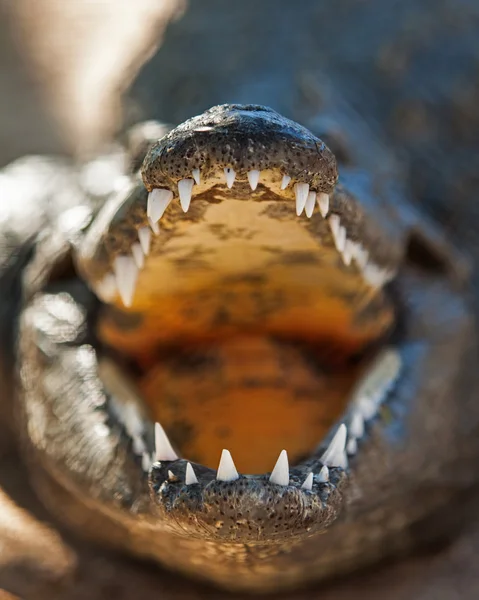 Krokodyl nilowy z otwartymi ustami — Zdjęcie stockowe