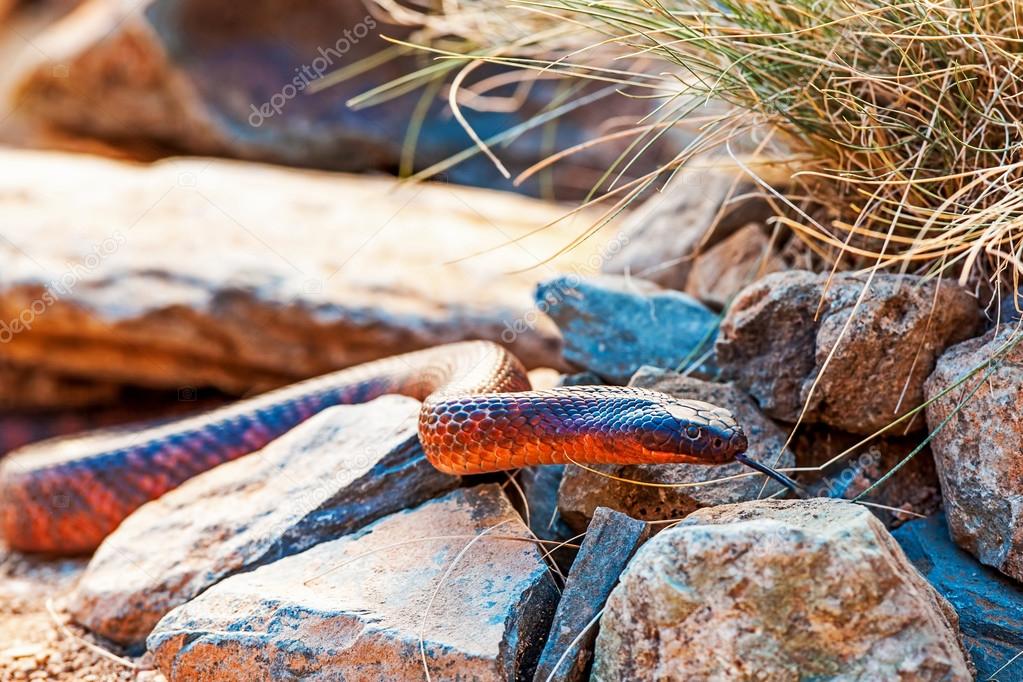 Colletts cobra on rocks