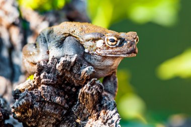 Sonoran Desert toad clipart