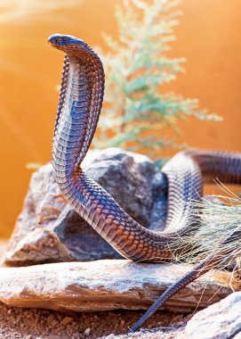 dangerous cobra on rock clipart