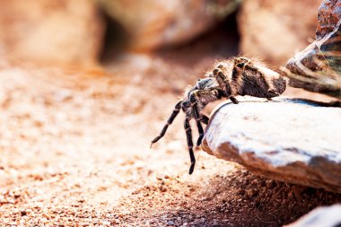 kıllı çizgili diz tarantula