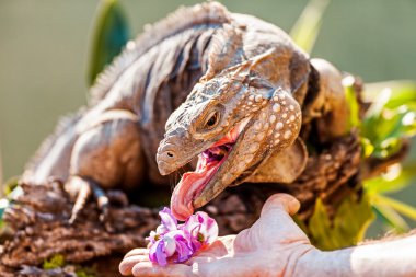 Grand Cayman Iguana mavi