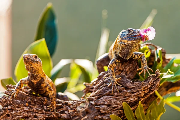 Chuckwallas-Eidechsen am Ästchen — Stockfoto