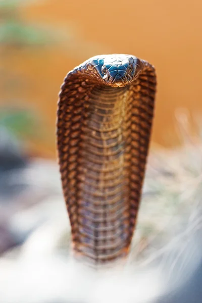 Gefährliche Kobra-Haube — Stockfoto