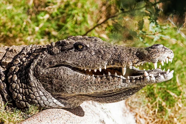 Gefährliches Krokodil im Freien — Stockfoto