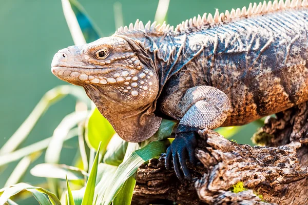 Grande jacaré azul iguana — Fotografia de Stock