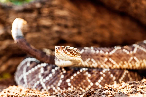 南アメリカのガラガラヘビ — ストック写真