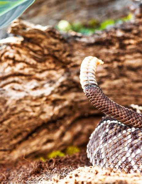 South American rattlesnake — Stock Photo, Image